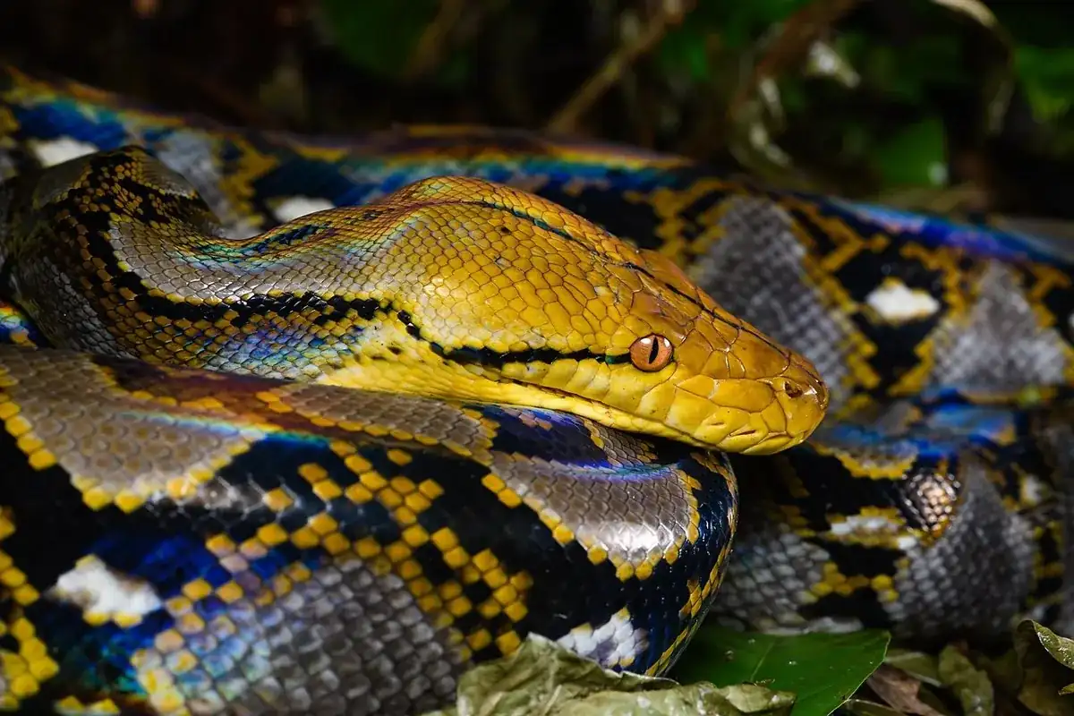 Reticulated python resting with its golden head in focus above its patterned coils.