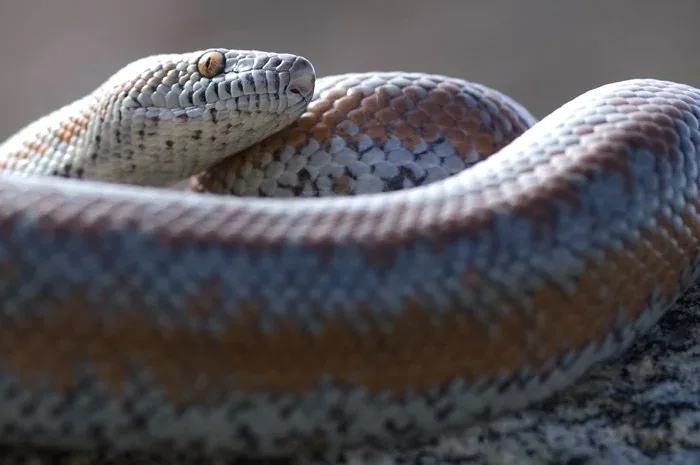 Rosy boa in close-up, with its head raised above its softly striped coils.