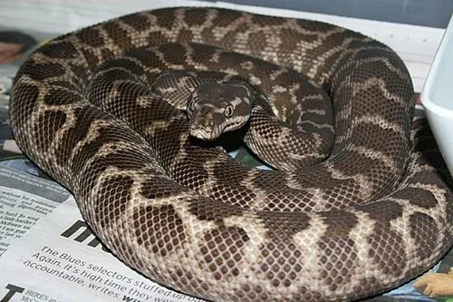 Rough-scaled python resting in brown patterned coils on newspaper.