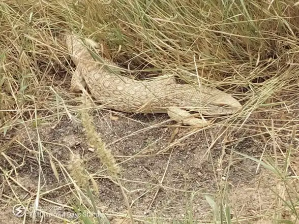 Savannah monitor resting among pale dry grasses with its head and sturdy forelegs visible.