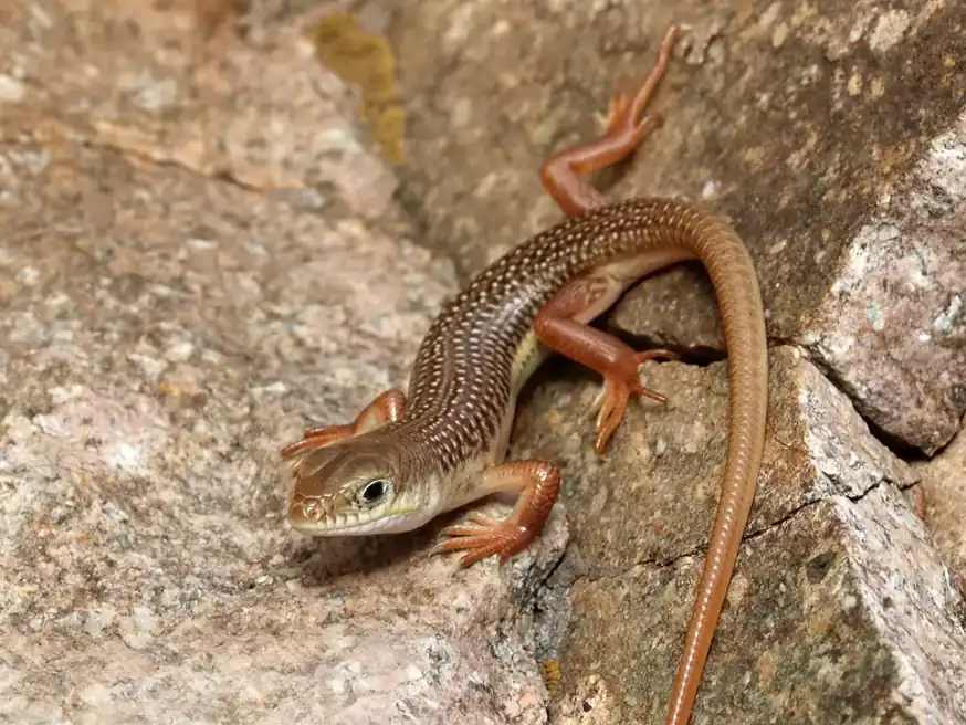 Schneider’s skink resting on rock, with orange legs and a long brown tail.