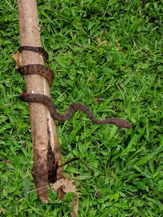 Bibron’s bevel-nosed boa wrapped around a branch above green grass.