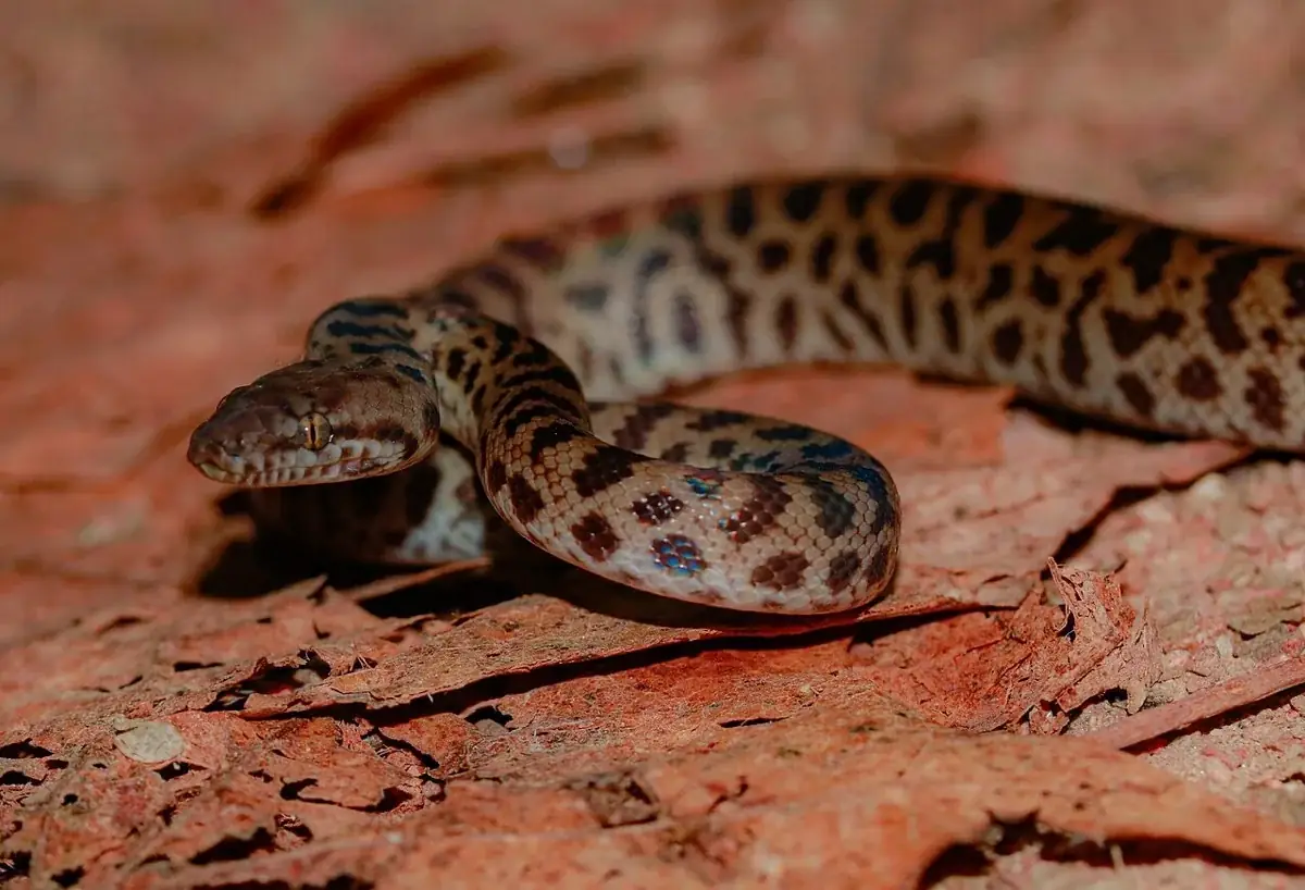 Spotted python resting on reddish bark, with dark blotches along its head and neck.