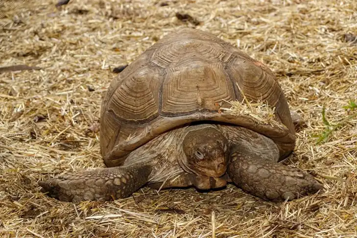 Sulcata tortoise facing forward on dry straw, with heavy scaled forelegs beside its head.