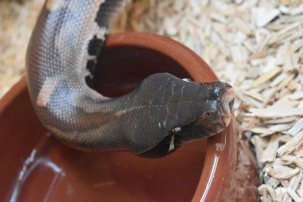 Sumatran short-tailed python resting its dark head over the edge of a water bowl.