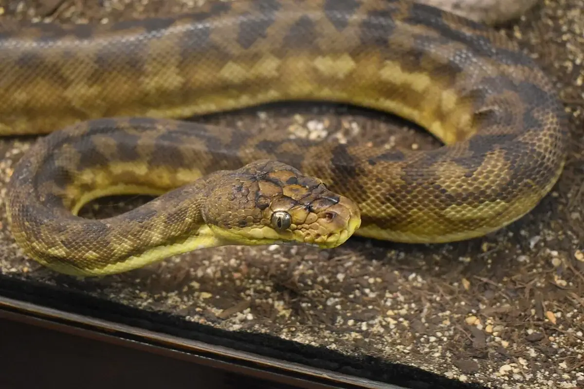 Timor python facing forward on soil with its yellow-brown patterned body coiled behind it.