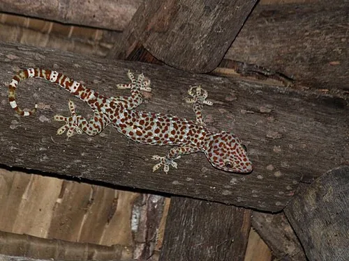 Tokay gecko resting on a wooden beam, with orange spots across its grey body.
