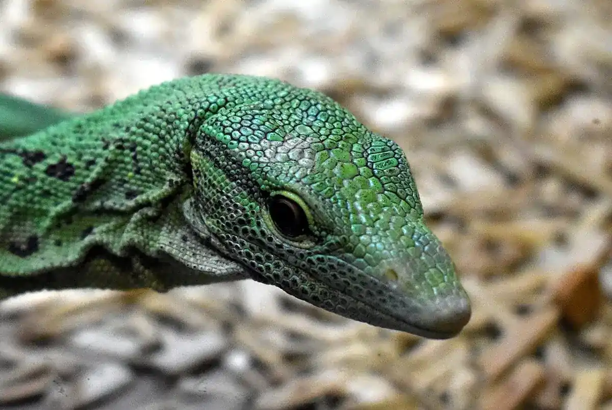 Emerald tree monitor in close-up, showing vivid green scales and dark neck markings.