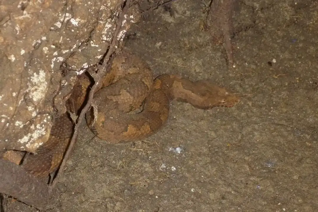 Viper boa coiled beside a rock on a muddy forest floor, showing its broad brown body.