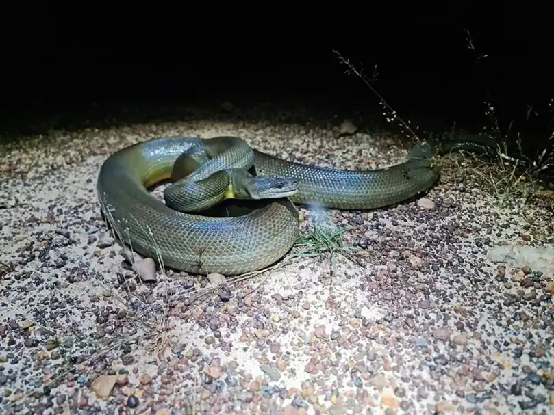 Water python resting in loose olive-green coils on a pale rock.