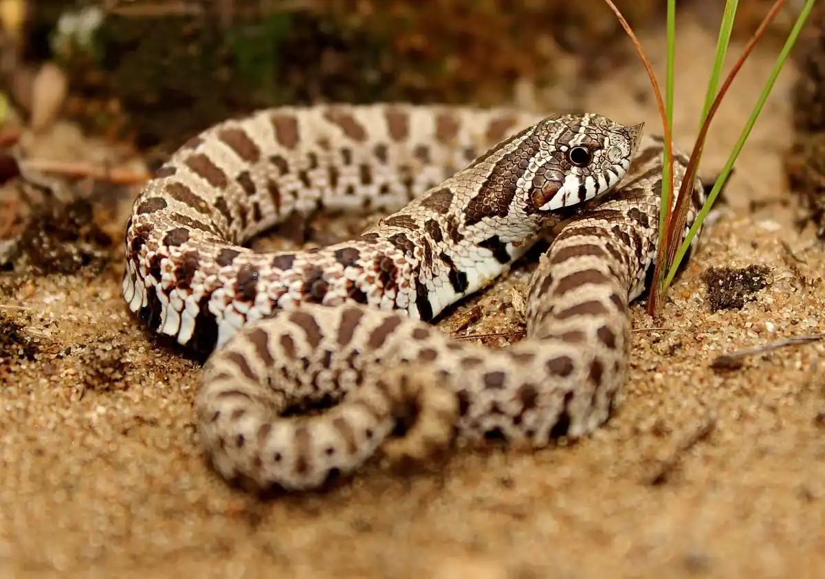 Western hognose snake coiled on sandy soil, showing its upturned snout.