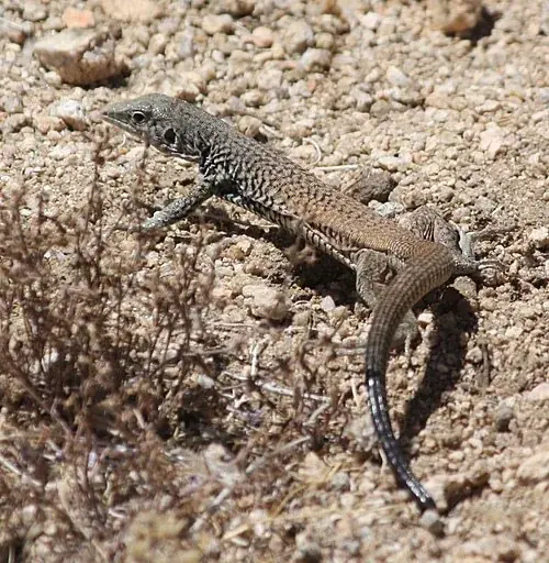 Great Basin whiptail moving across rocky soil with its long tail curving behind it.