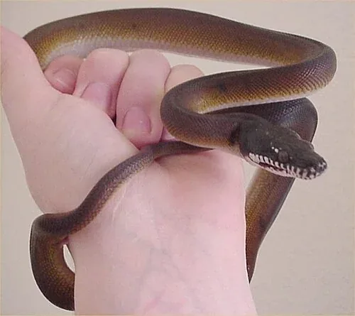 Northern white-lipped python supported in a person’s hand, with white lip scales below its dark head.