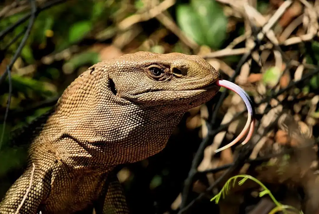 White-throated monitor lifting its head and extending a long pink forked tongue among foliage.