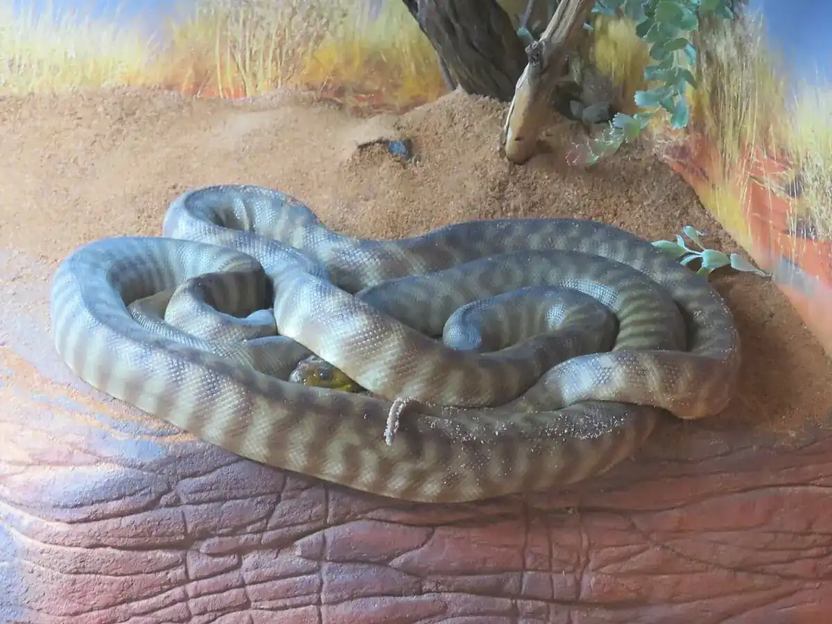 Woma python resting in broad tan-and-brown banded coils on a raised rock surface.